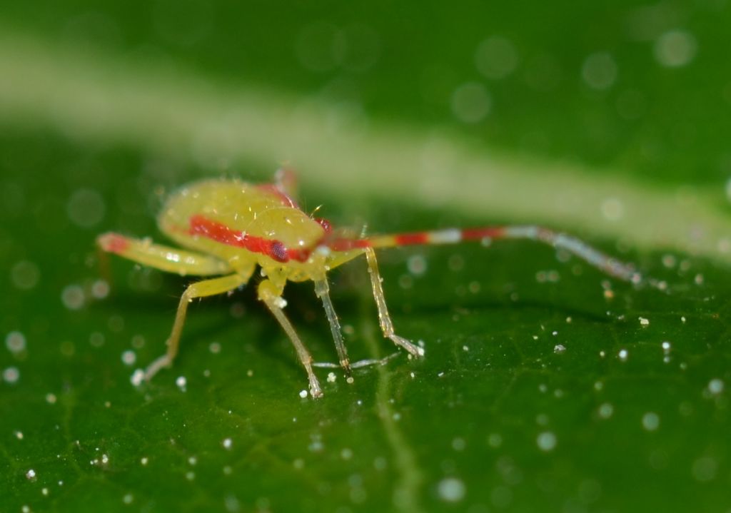 ninfa di Campyloneura virgola (Miridae)